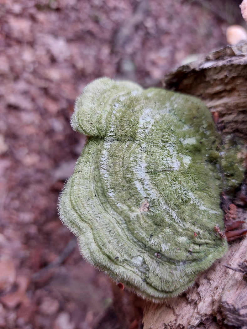 Photo by Jesper Launder Trametes hirsuta by Jesper Launder